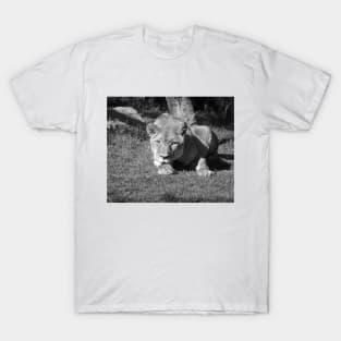 Lioness T-Shirt